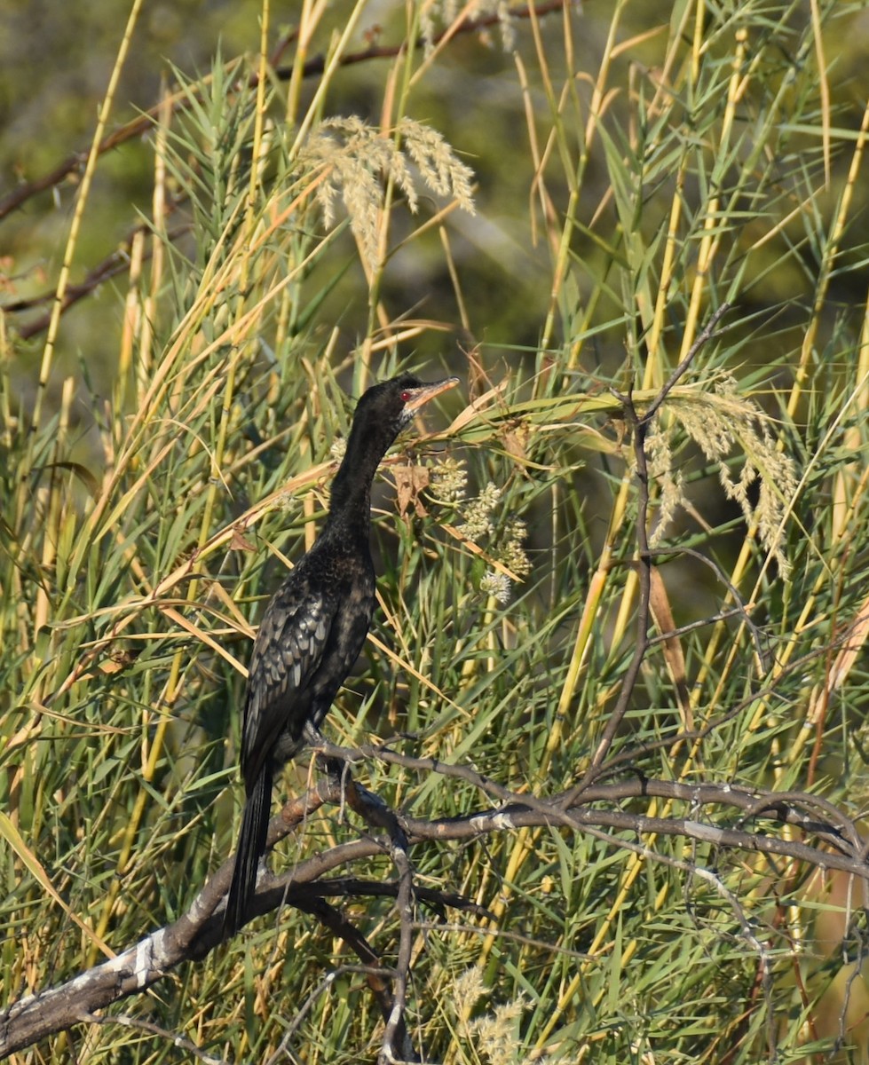 Long-tailed Cormorant - ML608785655