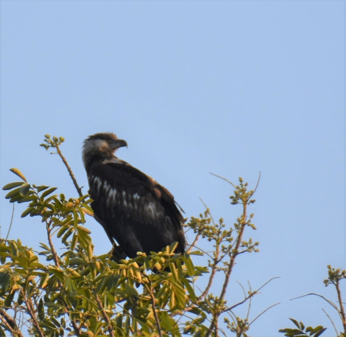 African Fish-Eagle - ML608785689
