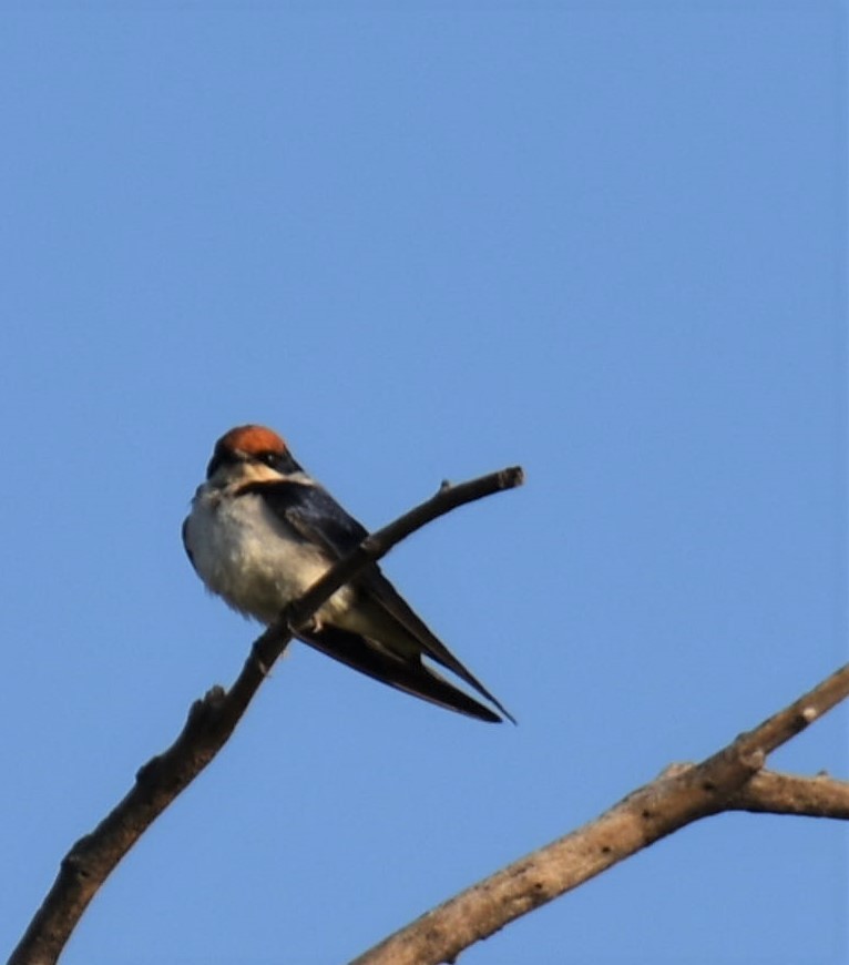 Wire-tailed Swallow - ML608785709