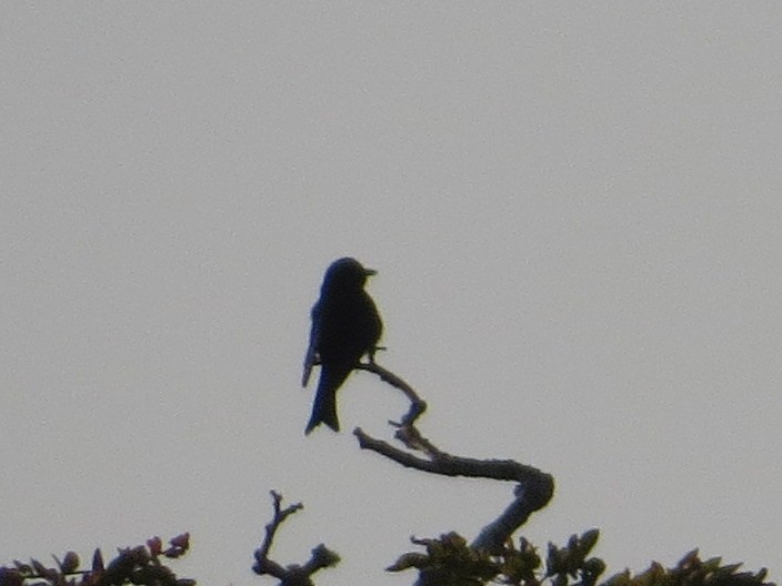 Çatal Kuyruklu Drongo - ML608785796