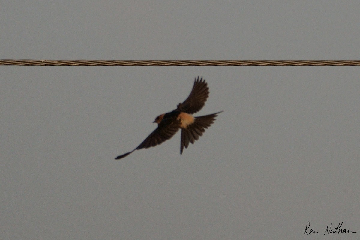Red-rumped Swallow - ML608785865