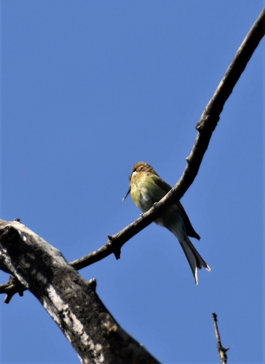 Swallow-tailed Bee-eater - ML608785872