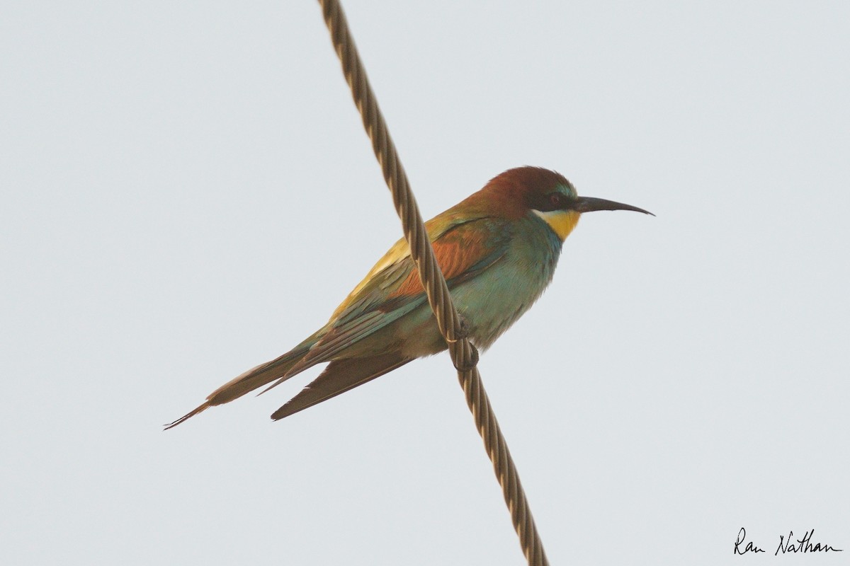 European Bee-eater - ML608785883