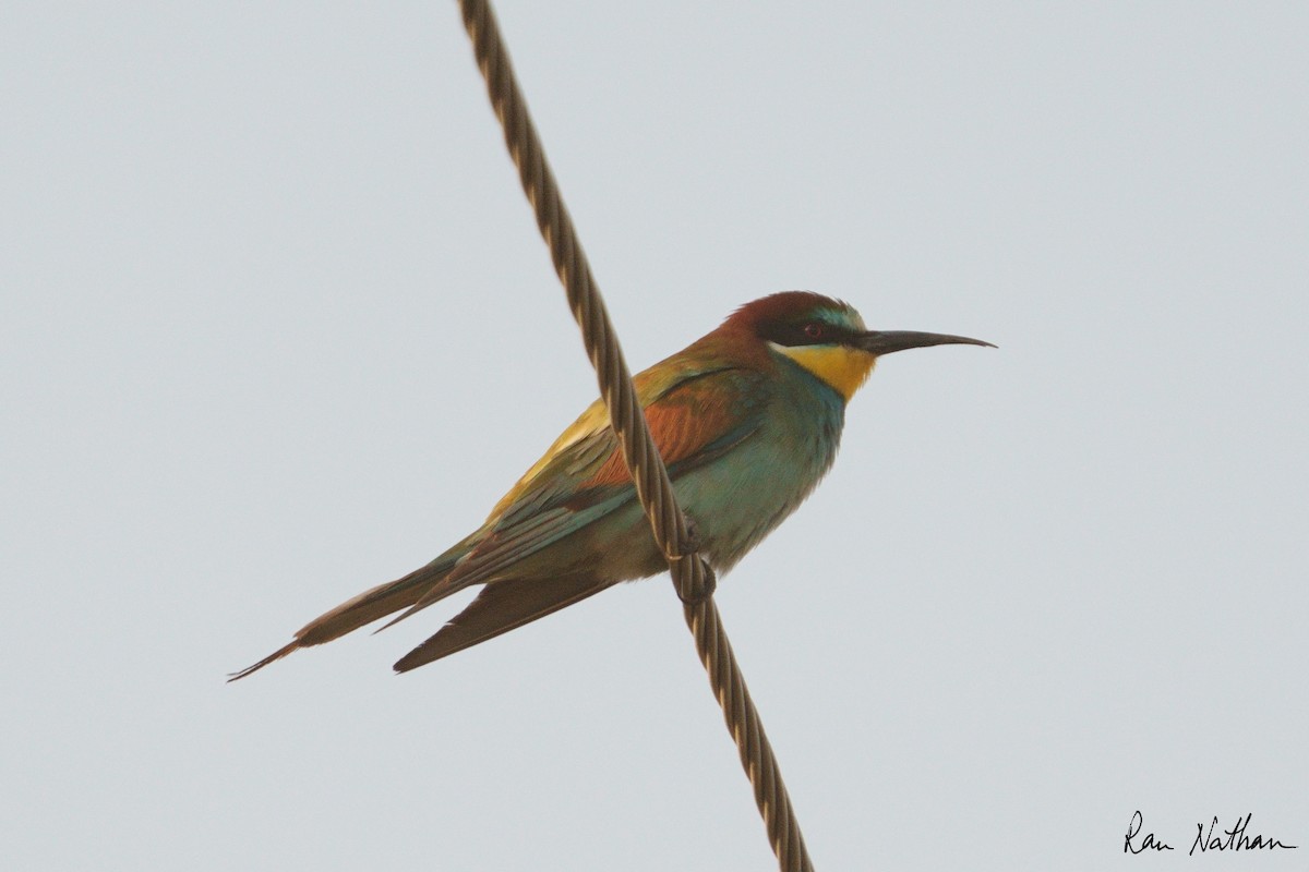 European Bee-eater - ML608785884