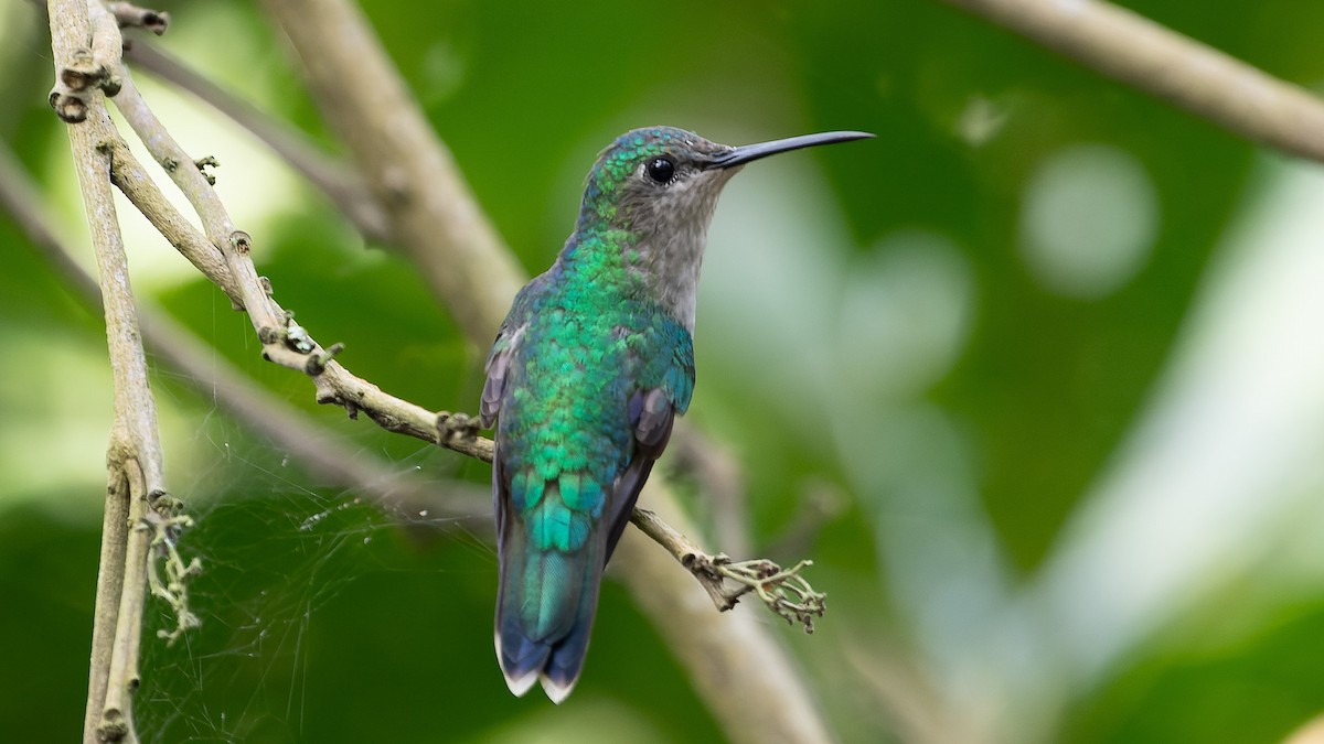 kolibřík fialovotemenný - ML608786012