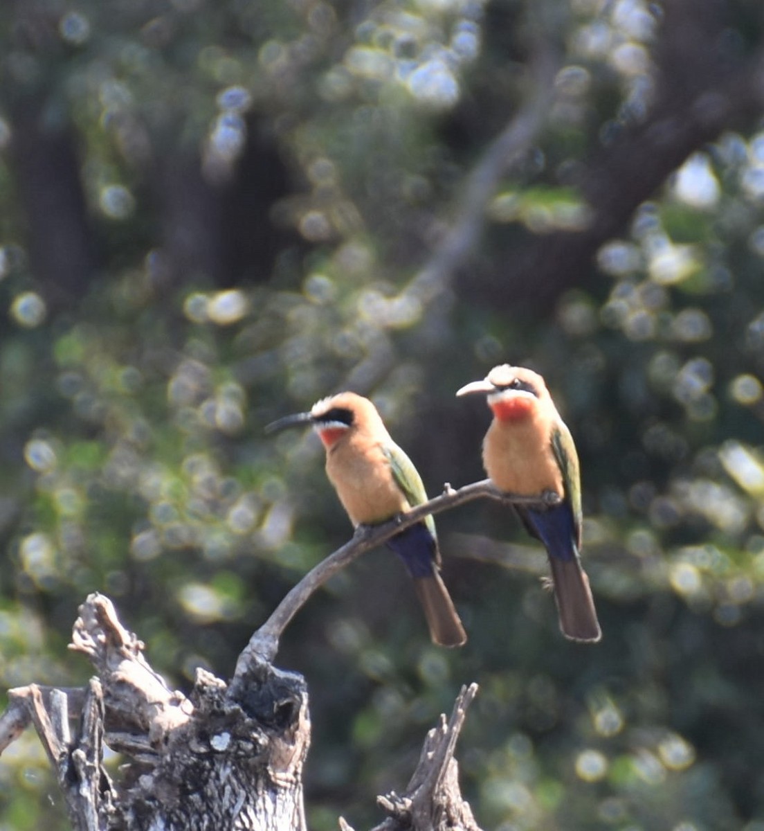 White-fronted Bee-eater - ML608786091