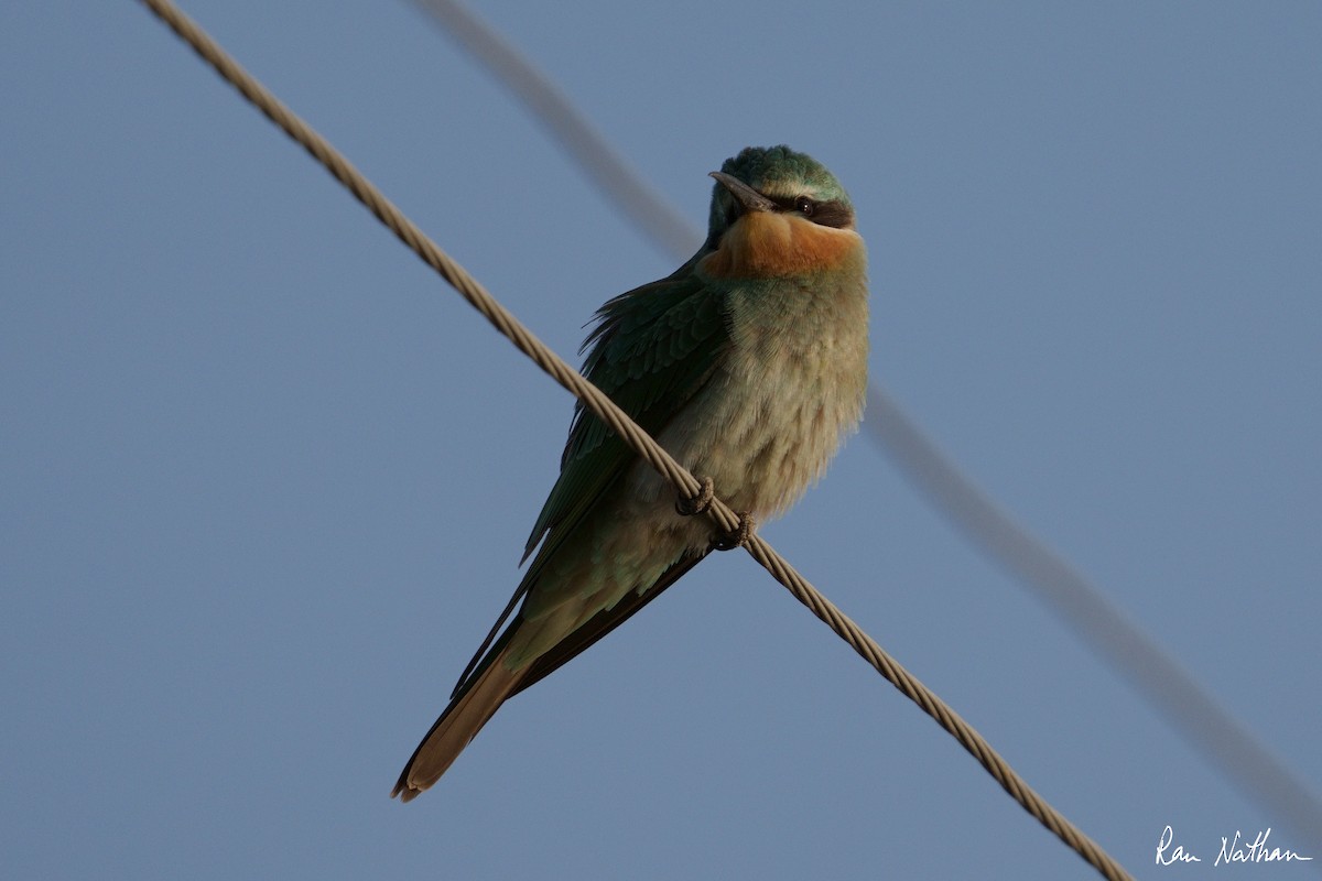 Blue-cheeked Bee-eater - ML608786296