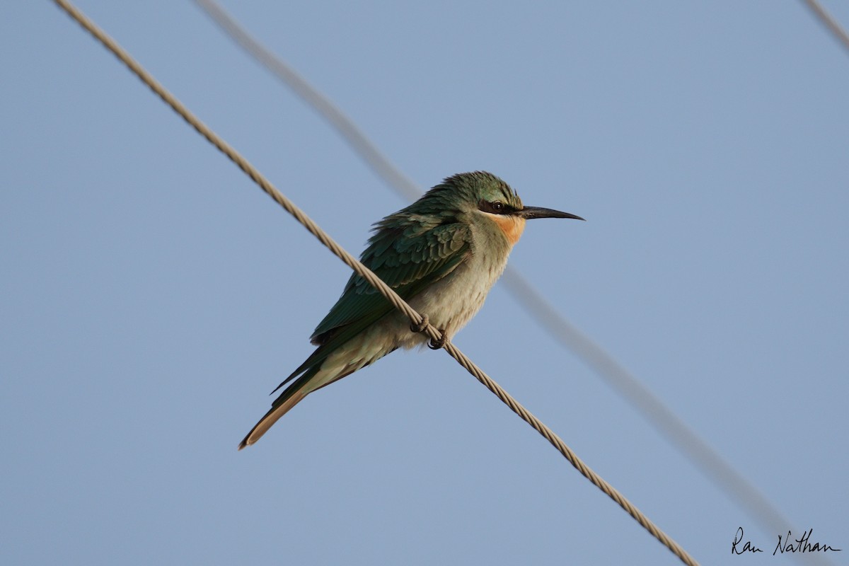 Blue-cheeked Bee-eater - ML608786297