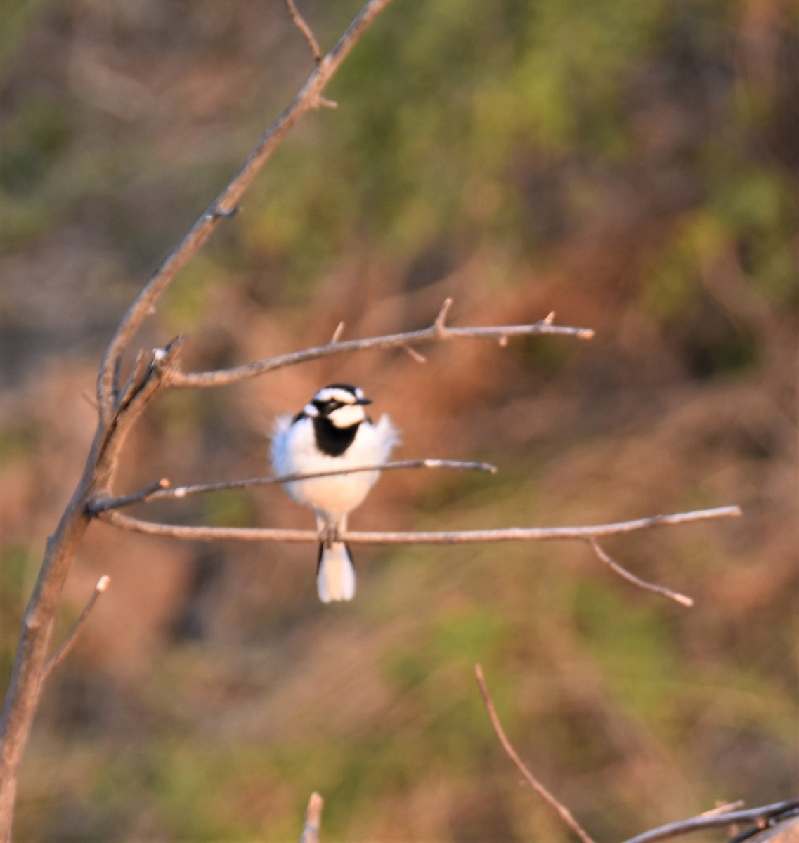 African Pied Wagtail - ML608786323