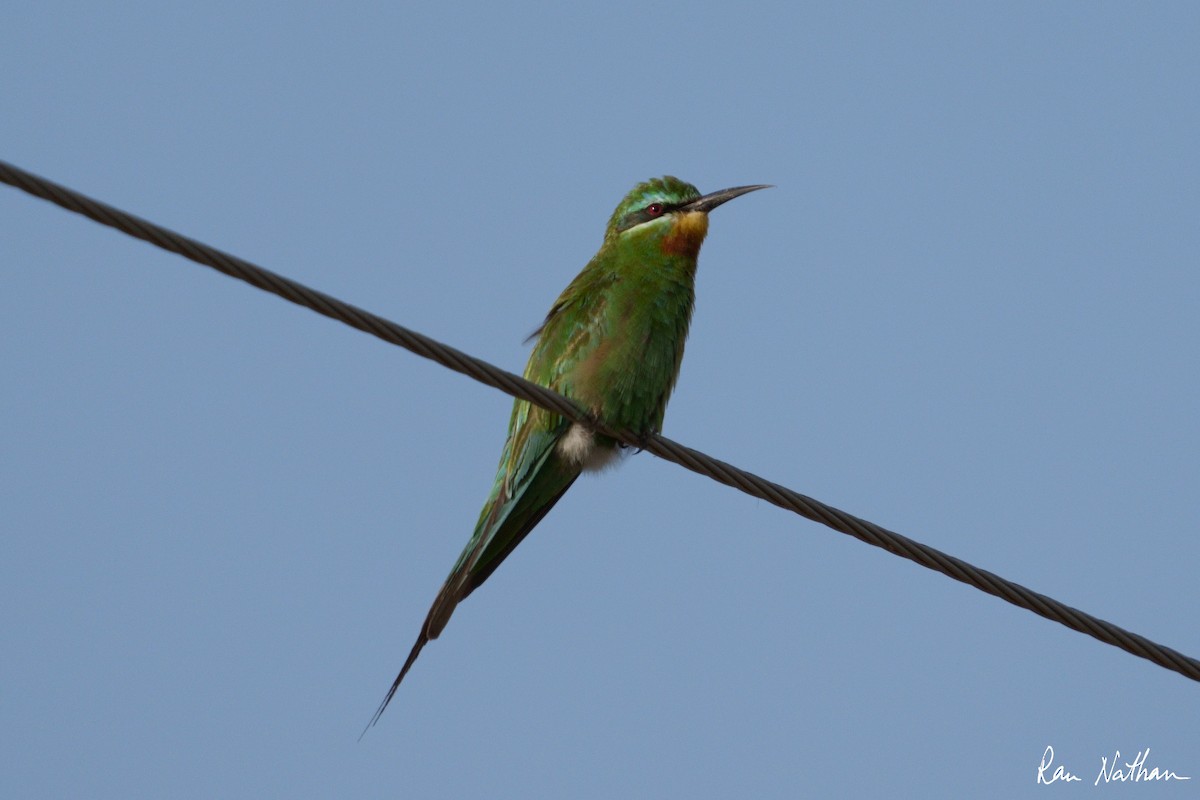 Blue-cheeked Bee-eater - ML608786327