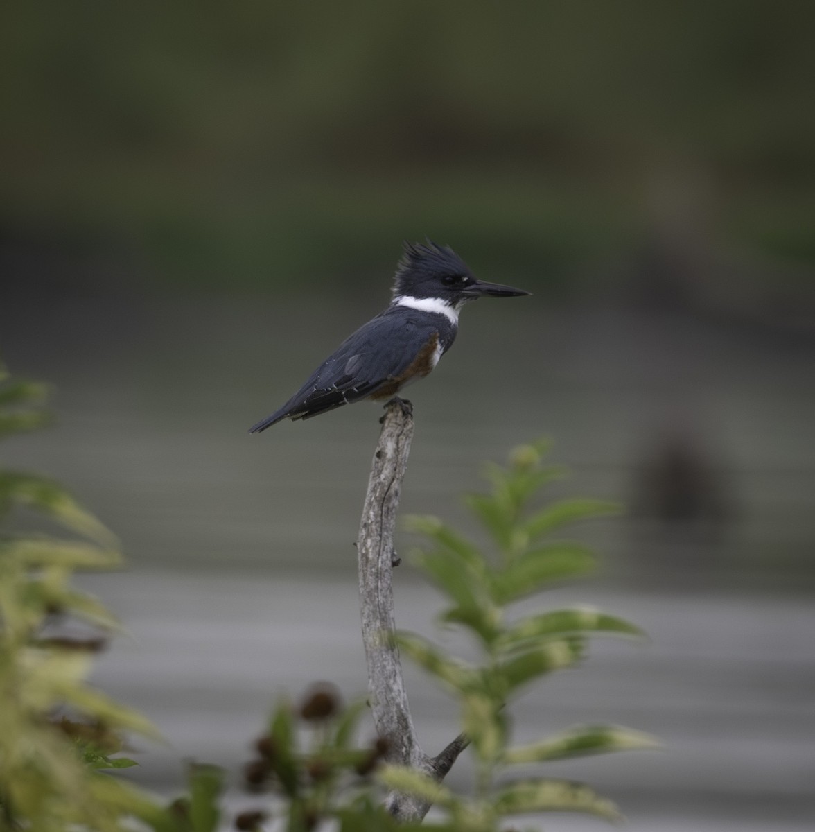Belted Kingfisher - ML608786345