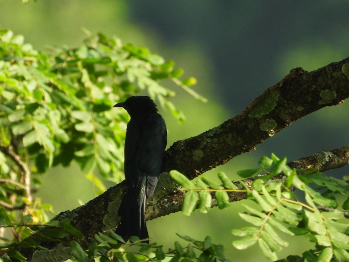 Square-tailed Drongo-Cuckoo - ML608786728