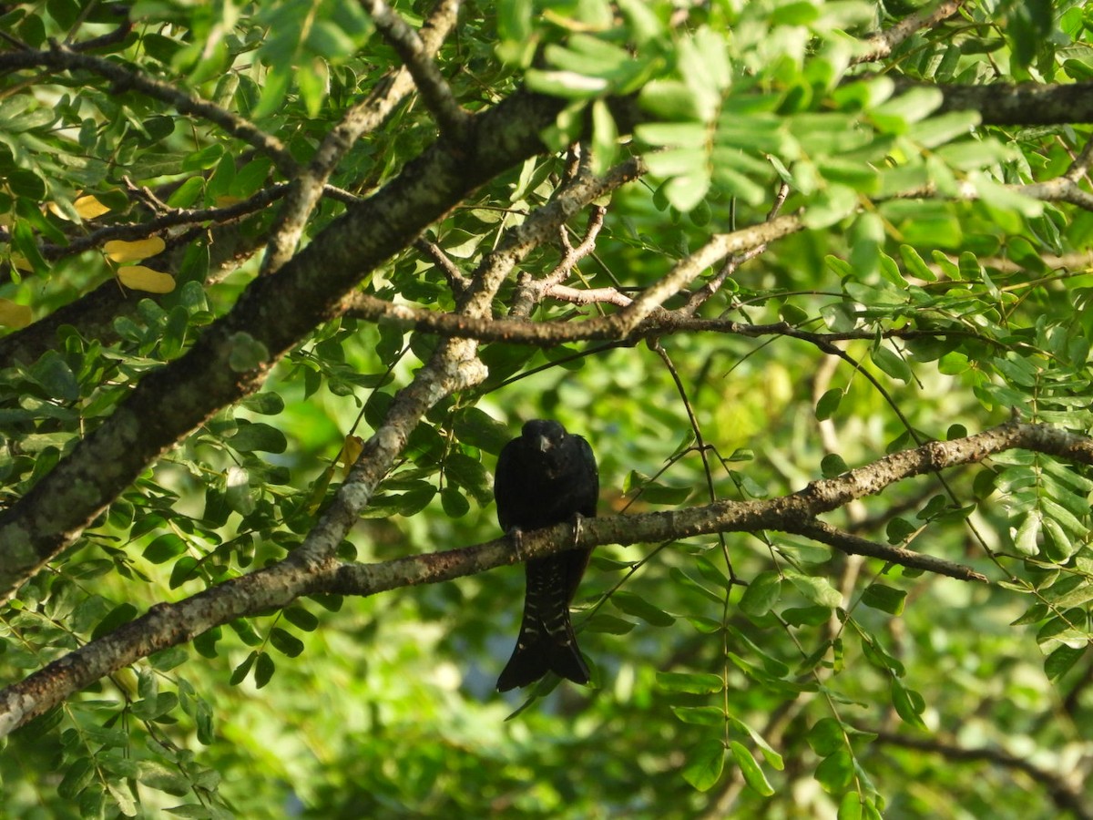 Square-tailed Drongo-Cuckoo - ML608786730