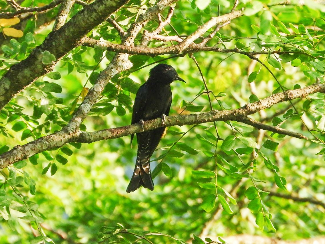 Square-tailed Drongo-Cuckoo - ML608786731