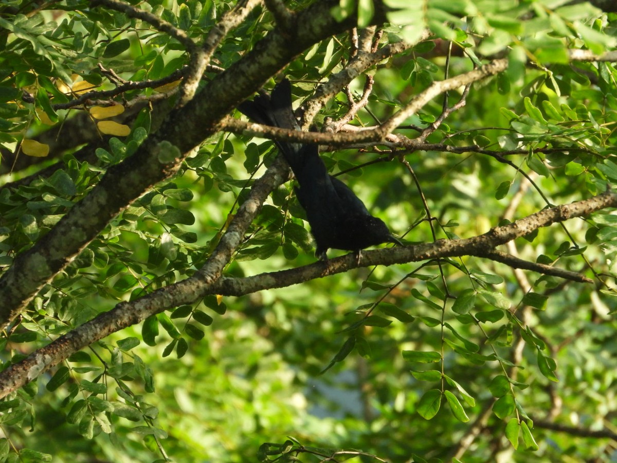 Square-tailed Drongo-Cuckoo - ML608786732