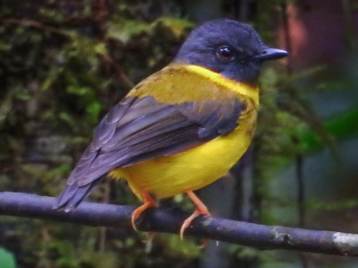 Banded Yellow Robin - Eopsaltria placens - Birds of the World