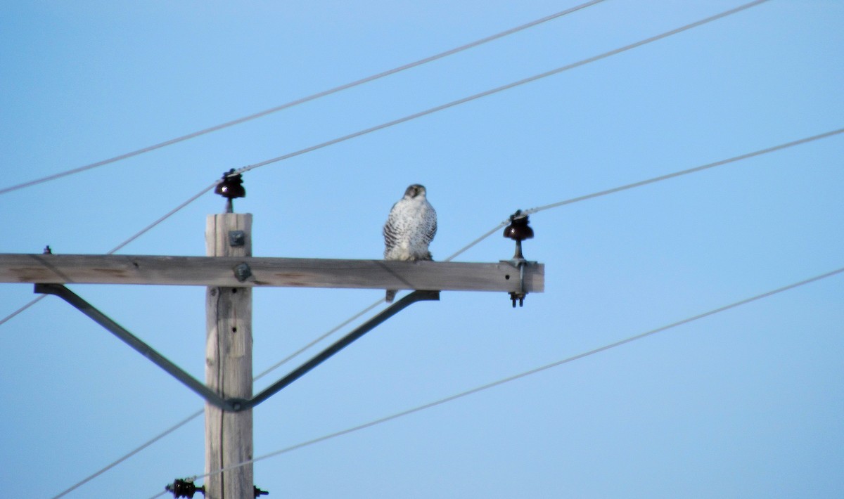 Gyrfalcon - ML608787930