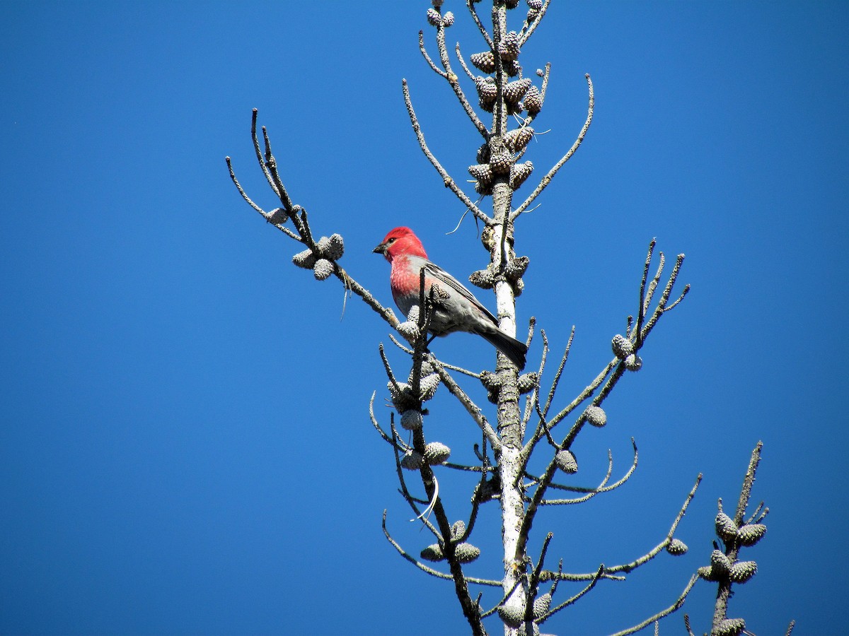 Pine Grosbeak - ML608787946