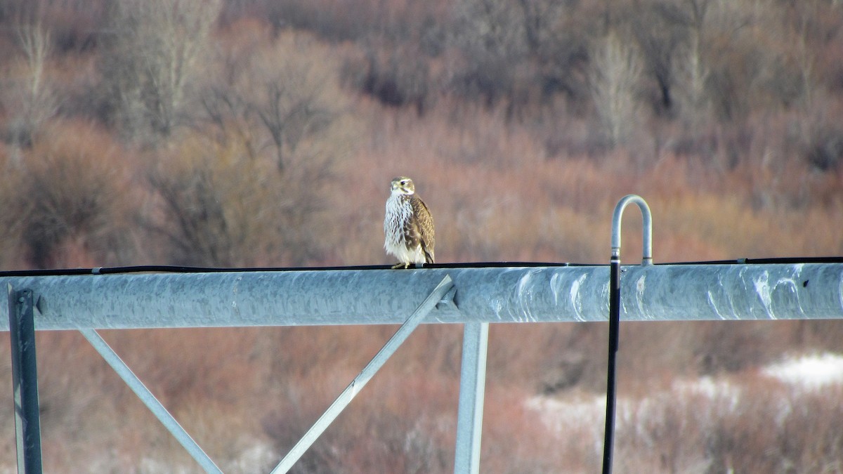 Prairie Falcon - ML608787964