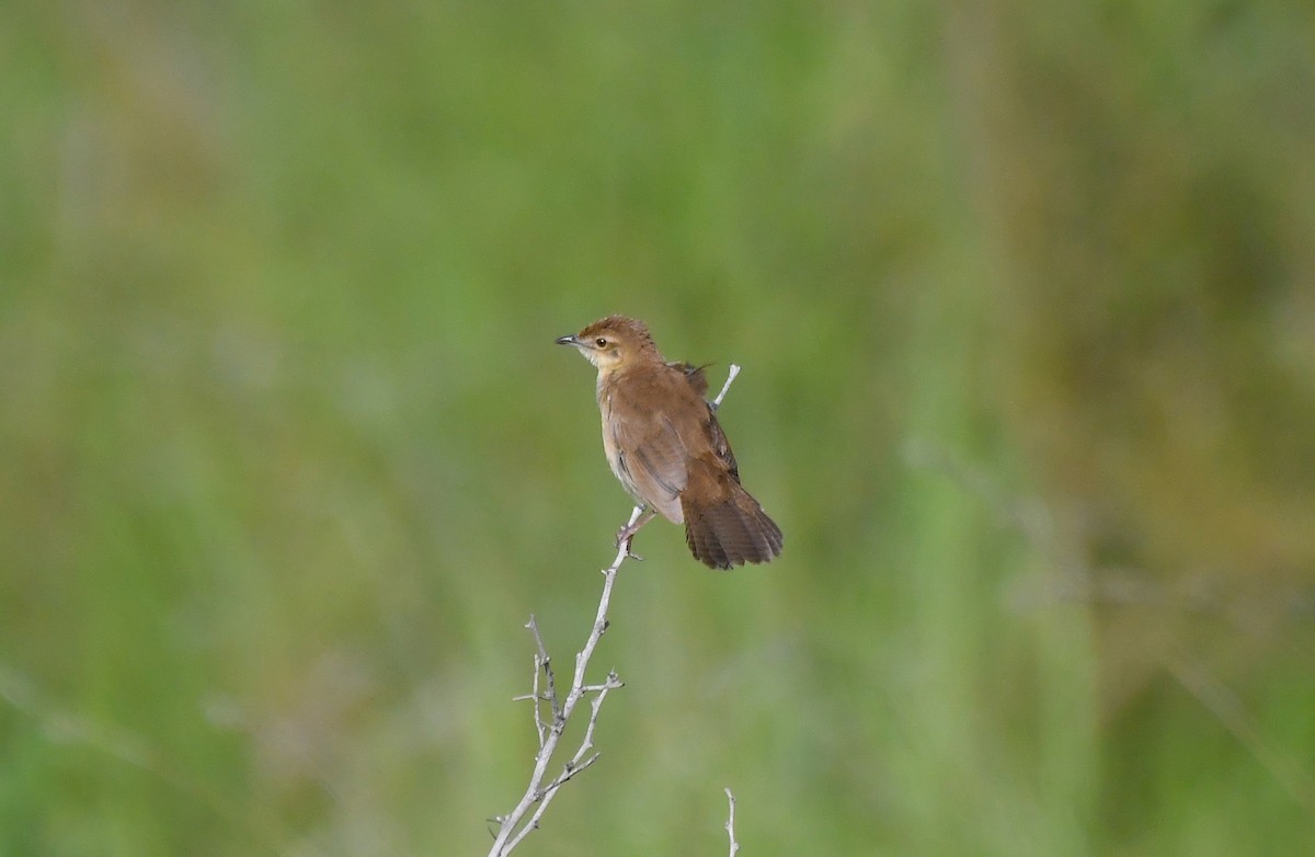 Broad-tailed Grassbird - ML608787984