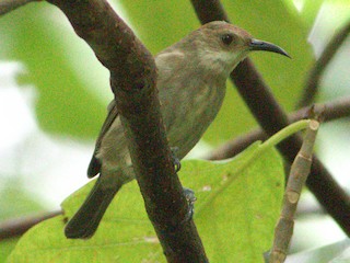  - White-chinned Myzomela