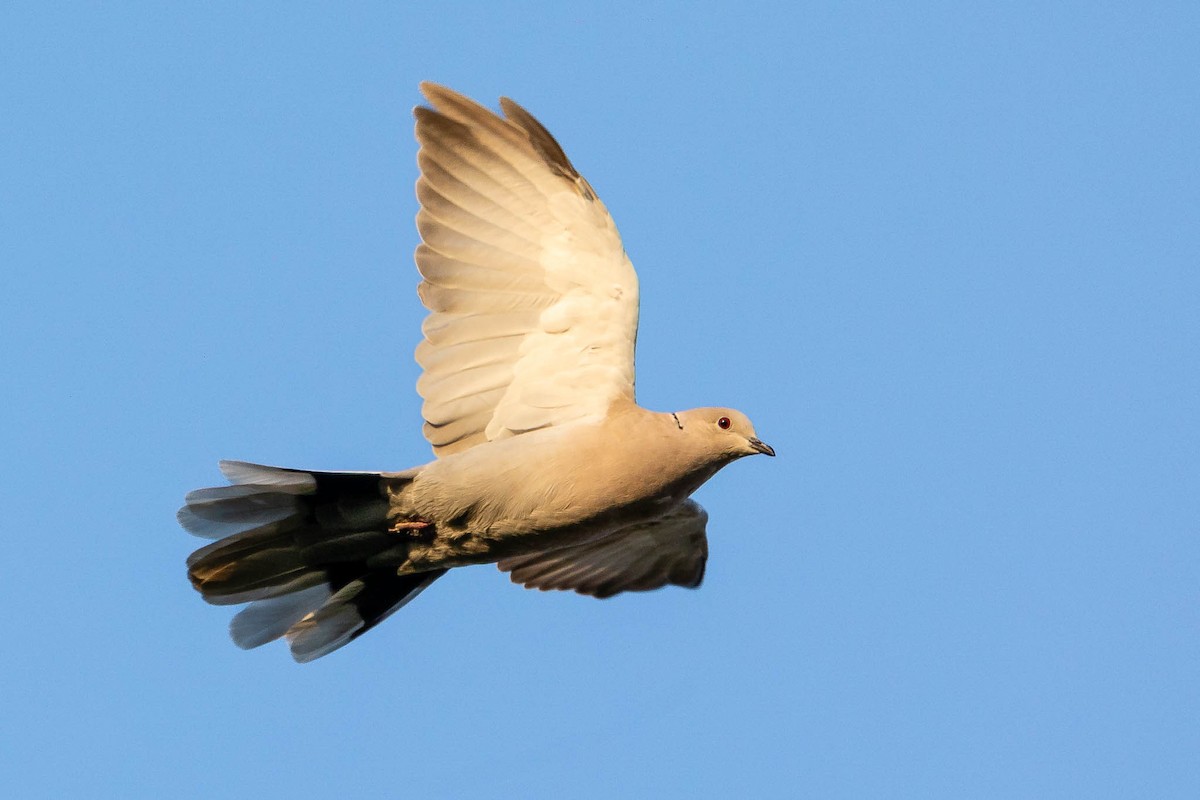 Eurasian Collared-Dove - ML608788262