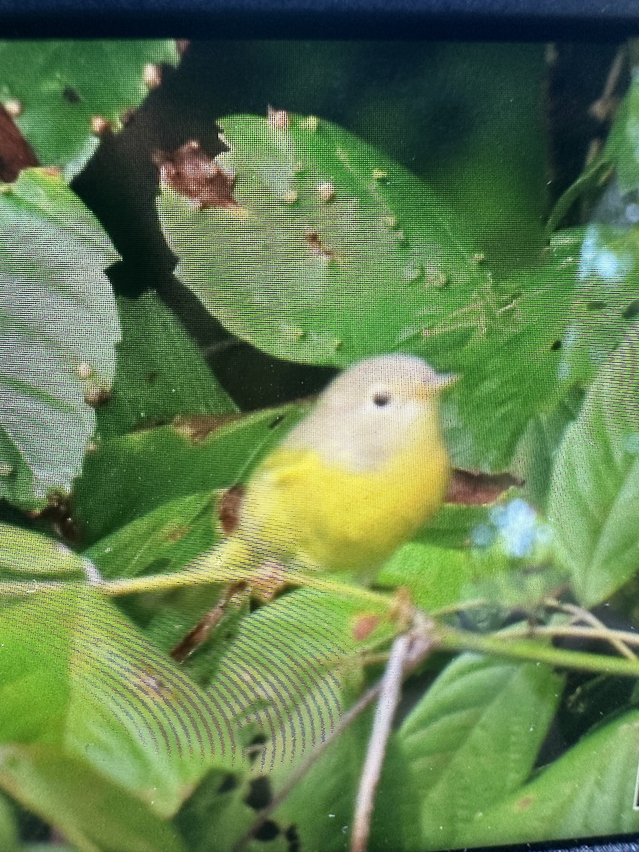 Ebird Checklist Sep Riverbend Park Species