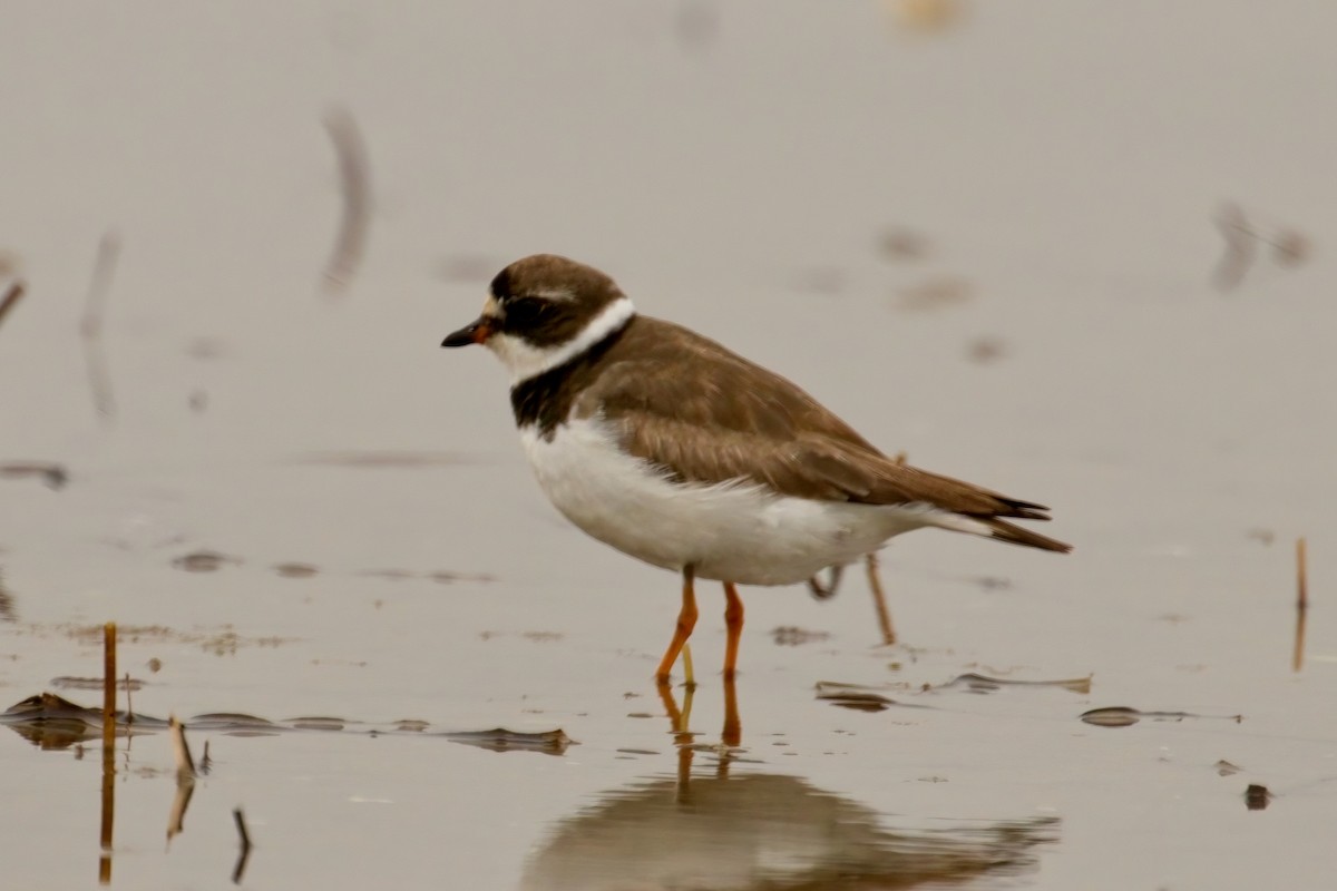 Semipalmated Plover - ML608788346