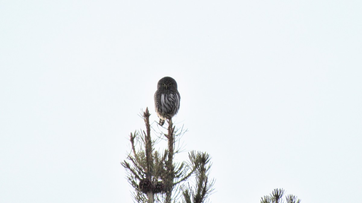 Northern Pygmy-Owl - ML608788379