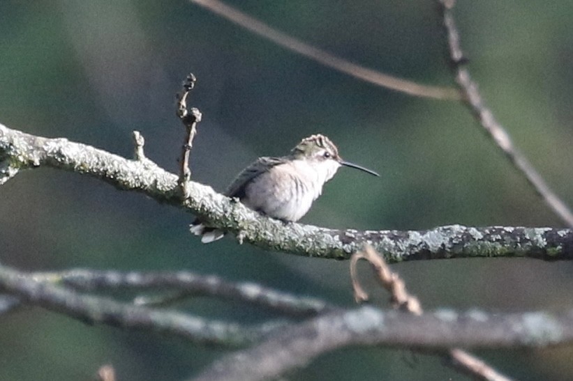 Ruby-throated Hummingbird - Jeffrey Boland
