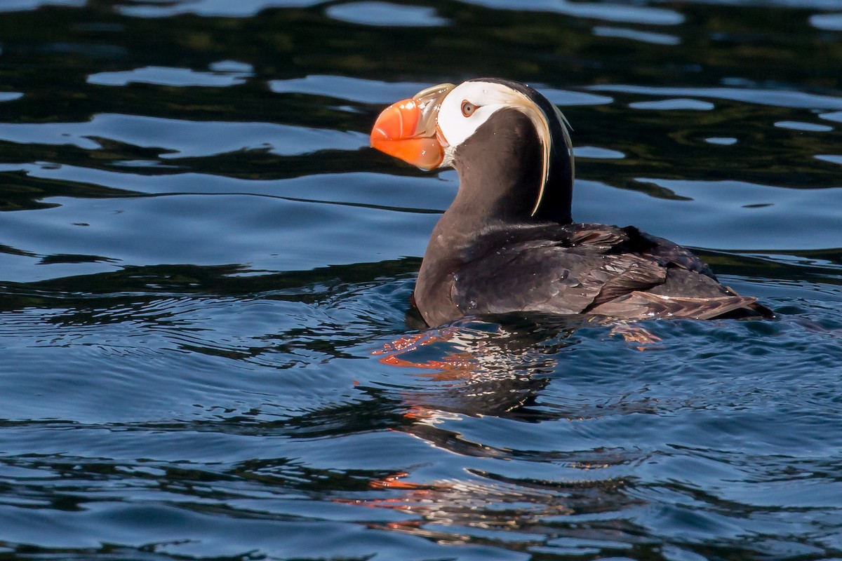 Tufted Puffin - ML608788963