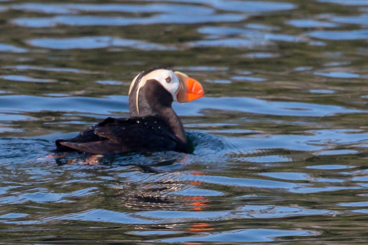 Tufted Puffin - ML608788964