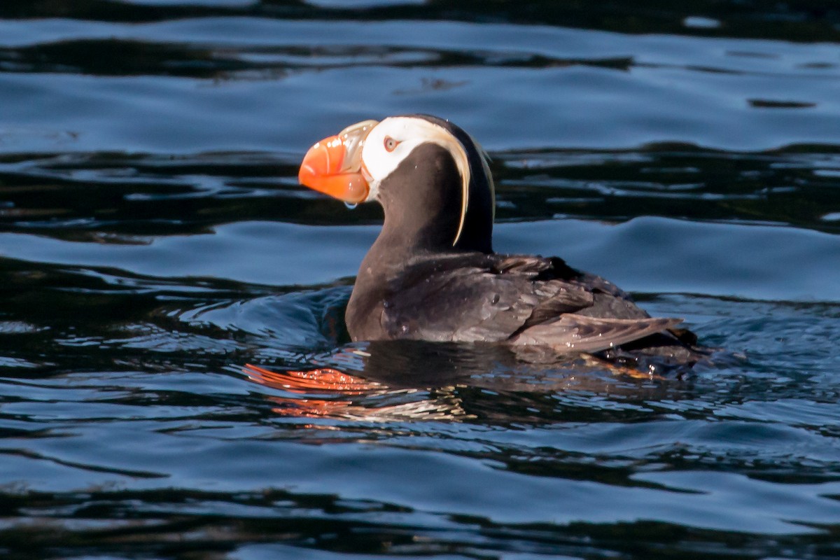 Tufted Puffin - ML608788965