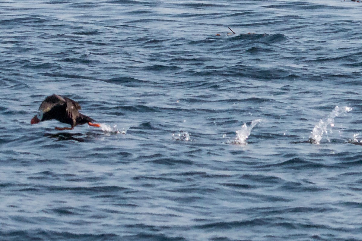Tufted Puffin - ML608788966