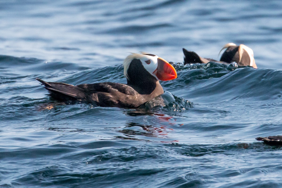 Tufted Puffin - ML608788967