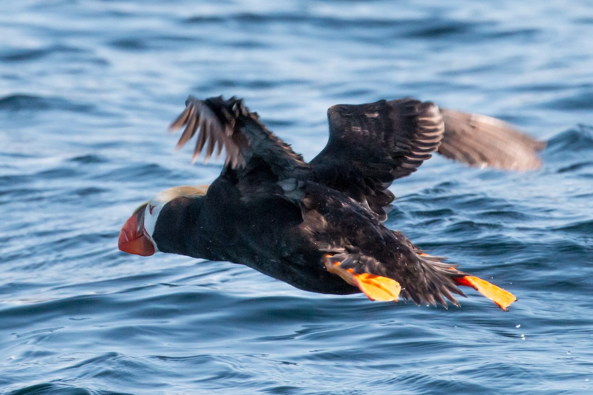 Tufted Puffin - ML608788968