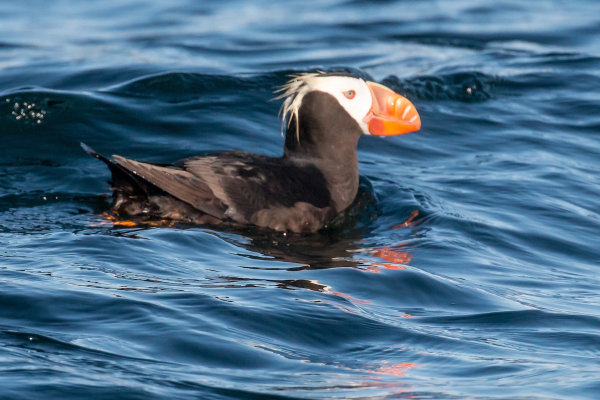 Tufted Puffin - ML608788969
