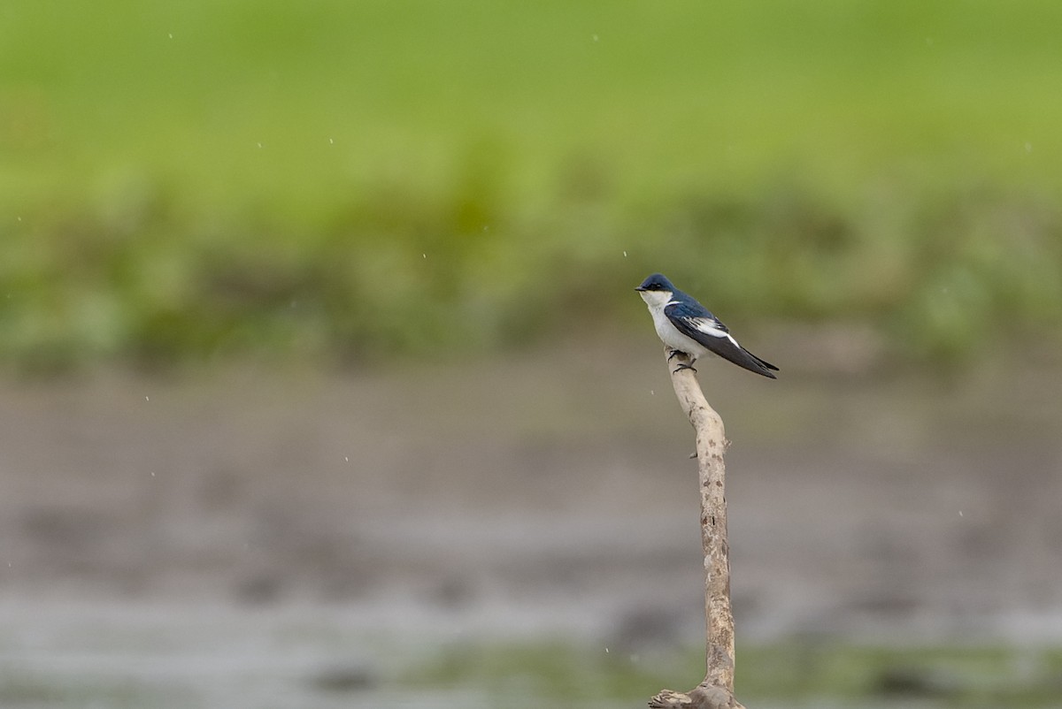 White-winged Swallow - ML608789155