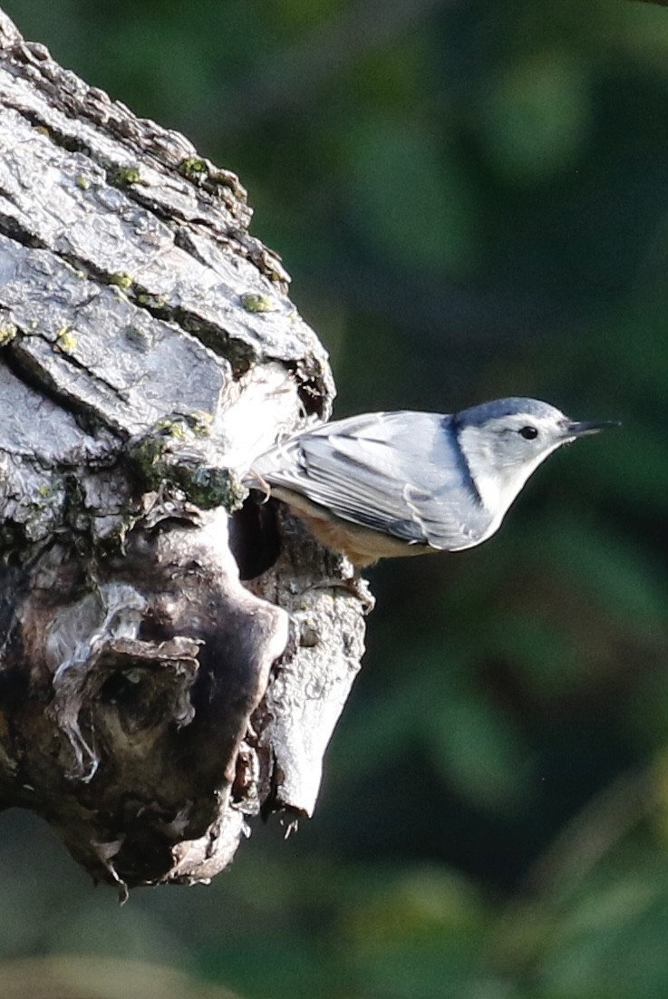 White-breasted Nuthatch - ML608789229