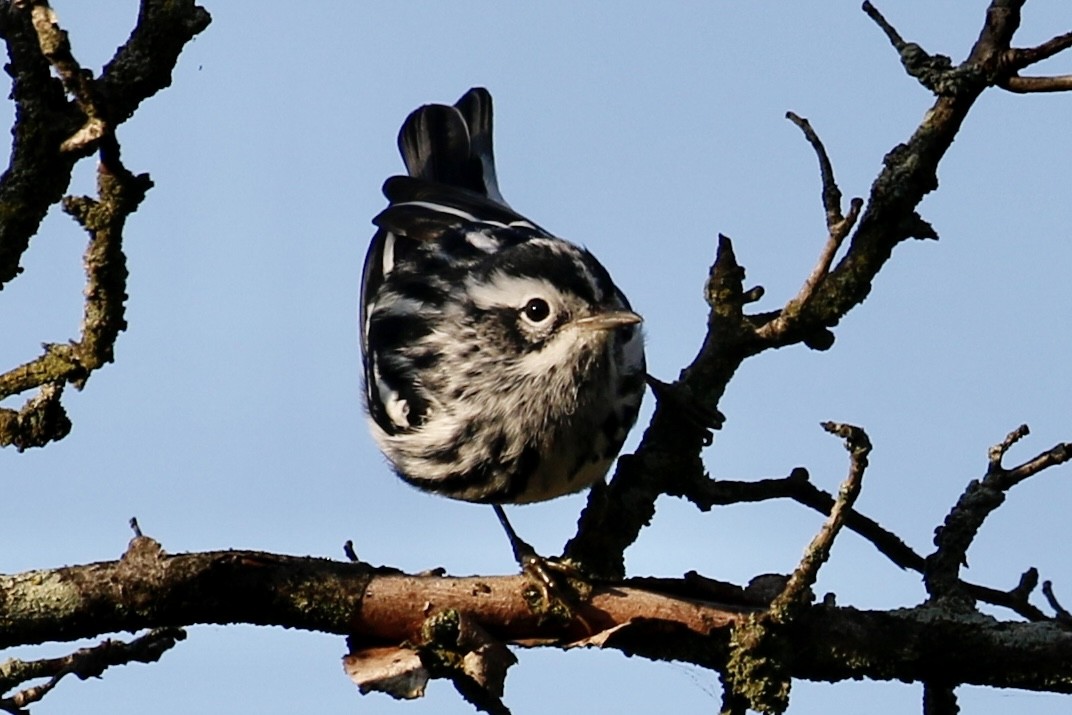 Black-and-white Warbler - Jeffrey Boland