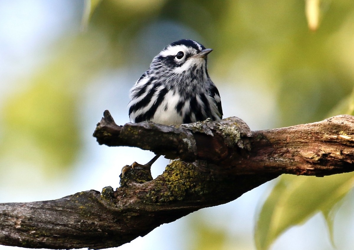 Black-and-white Warbler - ML608789272