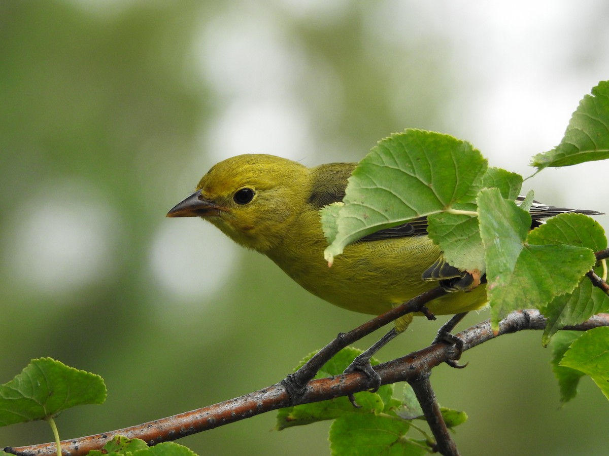 Western Tanager - ML608789287