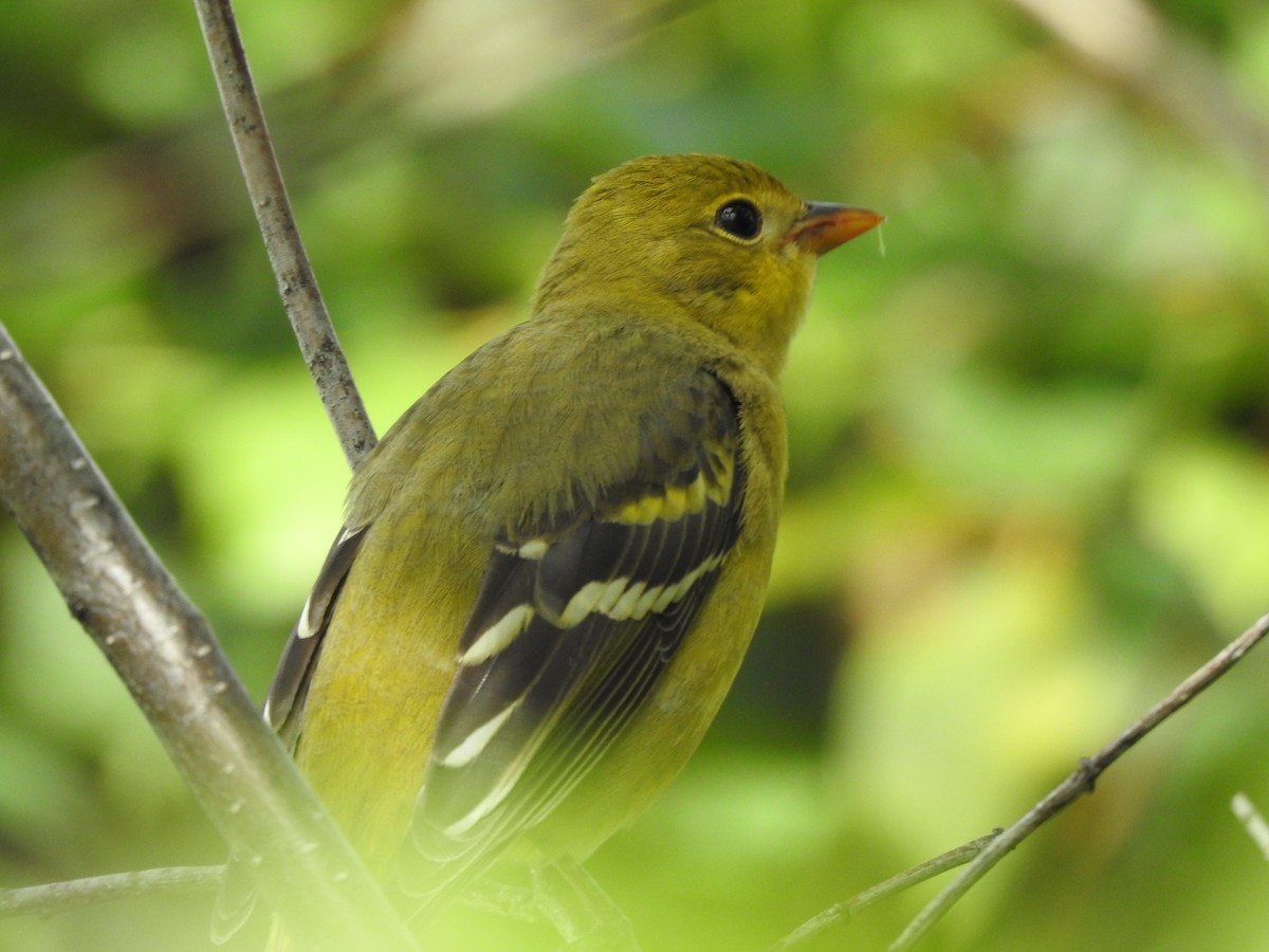 Western Tanager - ML608789288