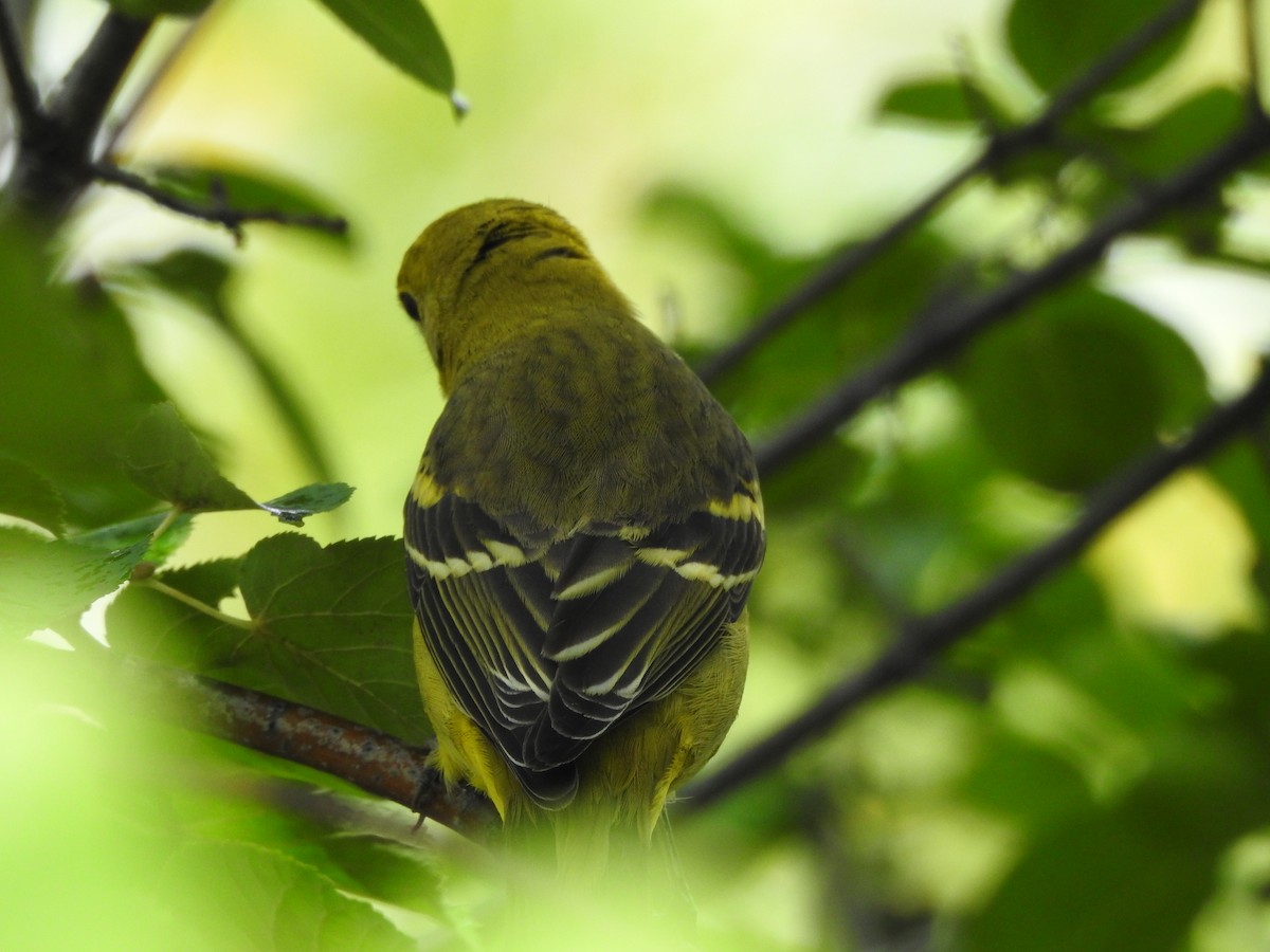 Western Tanager - ML608789289