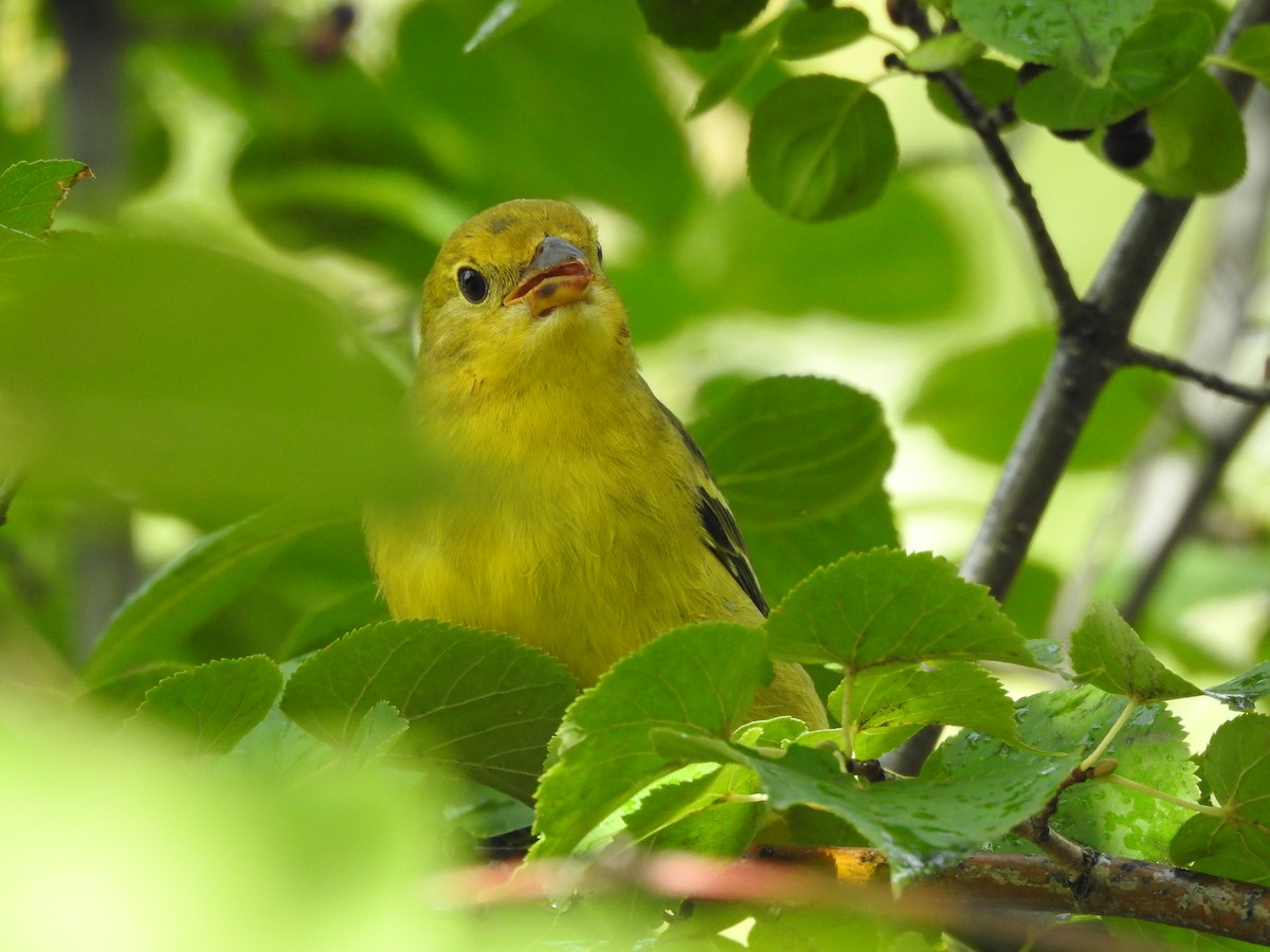 Western Tanager - ML608789291