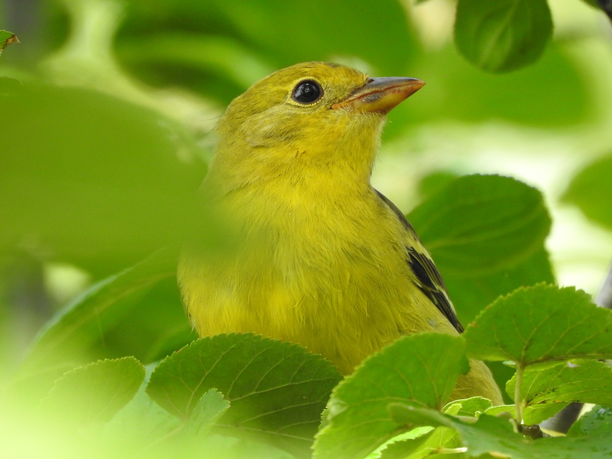 Western Tanager - ML608789292