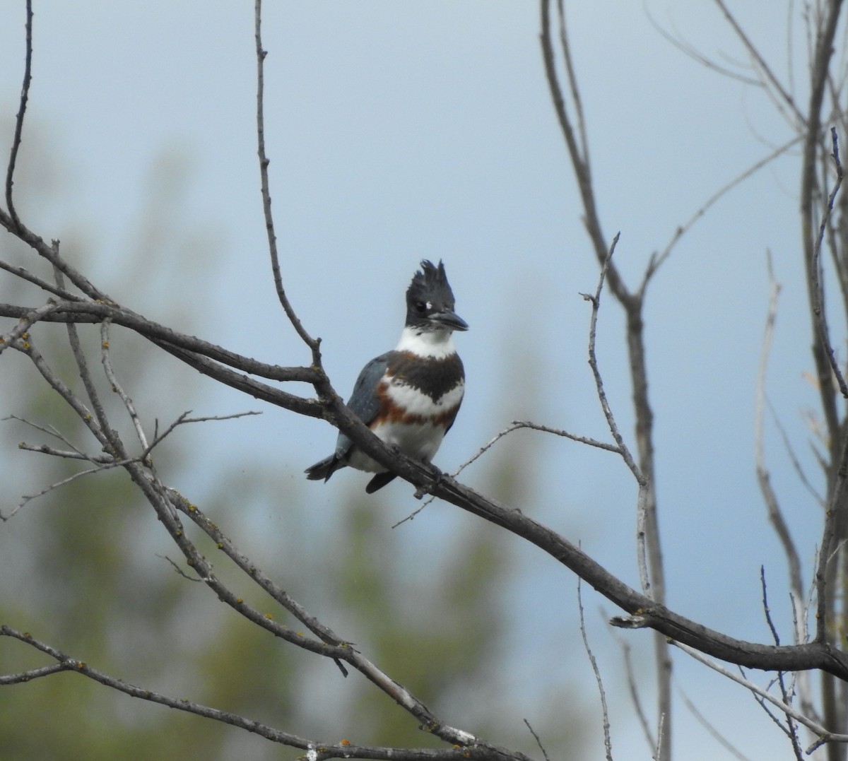 Belted Kingfisher - ML608789393