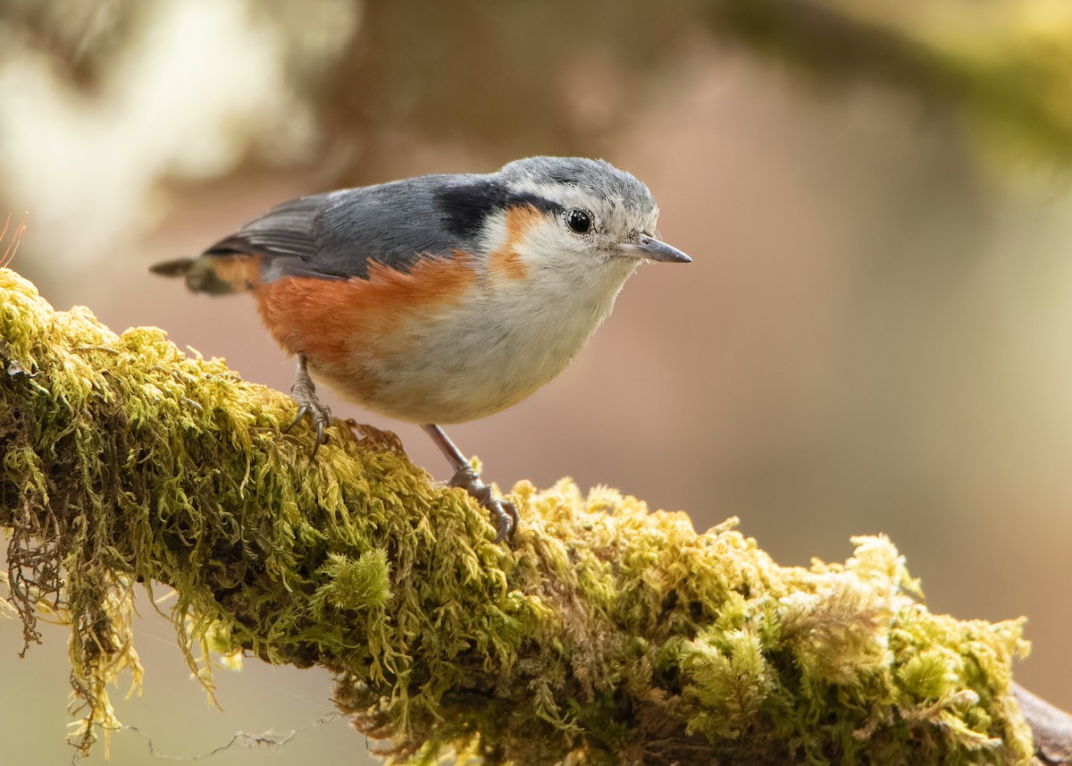 White-browed Nuthatch - ML608789621