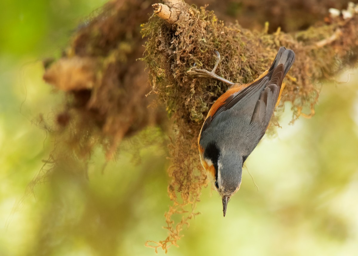 White-browed Nuthatch - ML608789623