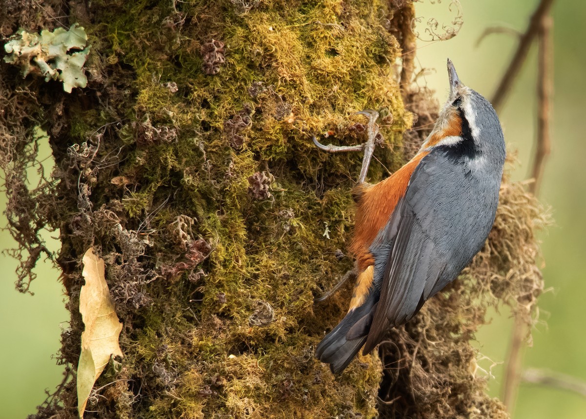 White-browed Nuthatch - ML608789628
